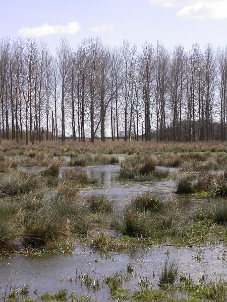 Minsmere - DSCN3541.JPG
